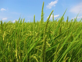 夏の稲穂