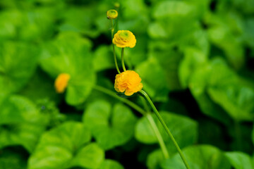yellow dandelion flower