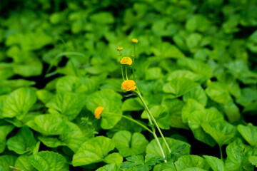 yellow flowers
