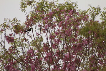 Lapacho rosado en Corrientes