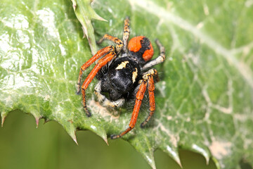 ragno salticida dai colori vivaci (Philaeus chrysops - maschio)