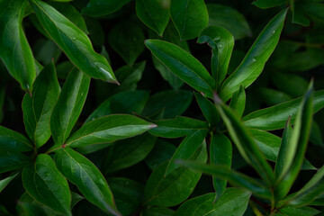 green leaves background