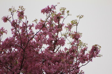 Lapacho rosado en Corrientes