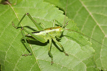 cavalletta verde (Tettigonia viridissima) individuo immaturo