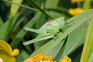 cavalletta verde (Tettigonia viridissima) individuo immaturo
