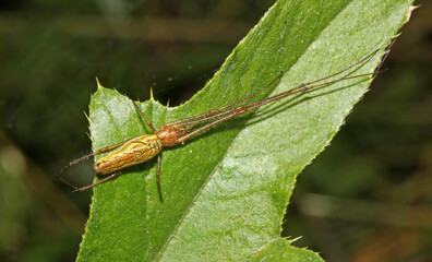 ragno dalle lunghe zampe (Thetragnata dearmata)