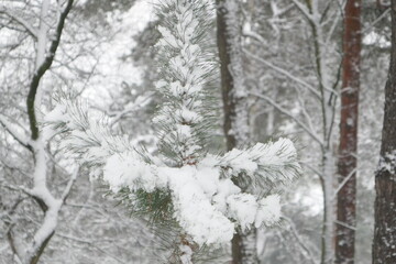 A pine branch covered with snow.