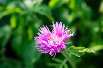 Fototapeta premium purple flowers in the garden