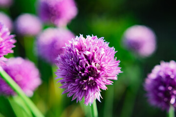 purple flowers in the garden