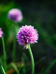 purple thistle flowerbee