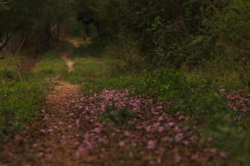 Lapacho rosado en Corrientes