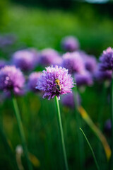 purple flowers in the garden