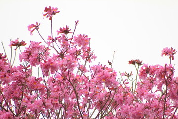 Lapacho rosado en Corrientes