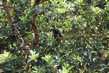 Singe dans un arbre, colline de Penang, Malaisie