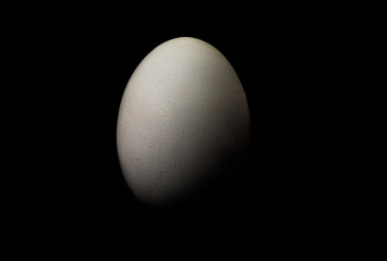 White egg on black background still life