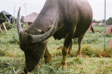 buffalo in the grass