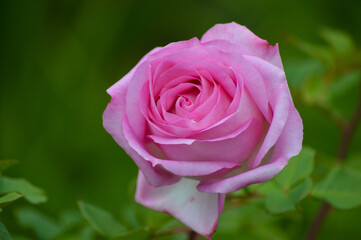 A beautiful pink rose isolated in a garden