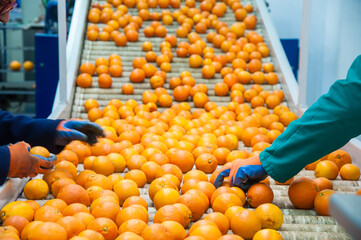The production line of citrus fruits: a worker unloading boxes full of tarocco oranges in a roll conveyor belt