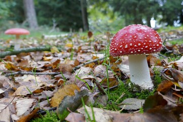 One fly agaric in the moss,up close
