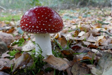 One fly agaric in the moss,up close