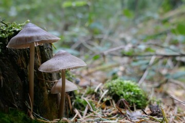 Small beige forest mushrooms in the moss.