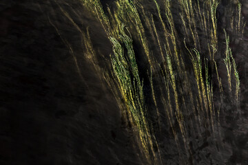 long weeds in the dark water
