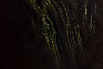 long weeds in the dark water