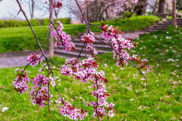 Detail of a flowering branch of wild cherry tree