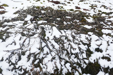 Root pattern of a shrub above the ground covered with a layer of snow.