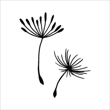 Vector illustration dandelion seed blown in the wind. Dandelion seed icon. Dandelion on a white background. Vector illustration