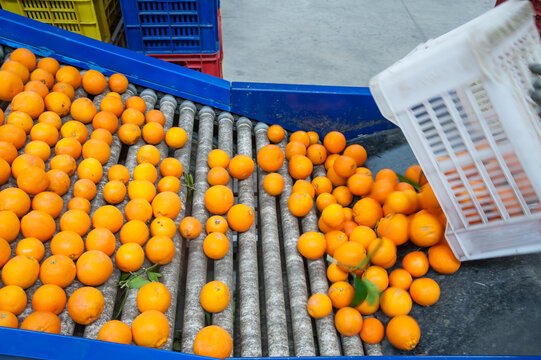 The production line of citrus fruits: a worker unloading boxes full of tarocco oranges in a roll conveyor belt