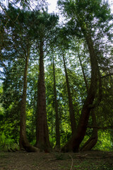 Mammutbaum, Seauoioidae, Baum mit 6 Austrieben im öffentlichen Obstgut in Baden-Baden