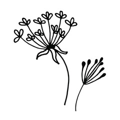 Floral Elements for design, dandelions. Cute hand-drawn dandelion flowerin doodle style. Dandelion on a white background. Vector illustration