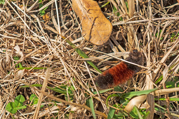 Woollybear Caterpillar  Wandering Through the Grass