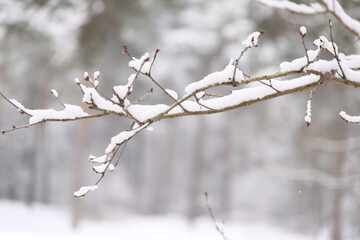 Branches covered with a layer of  snow. Beautiful pattern. The Netherlands, Europe.