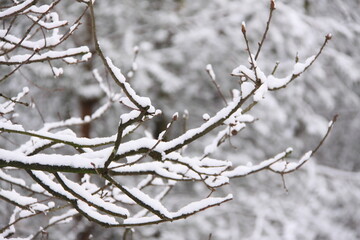 Branches covered with a layer of  snow. Beautiful pattern. The Netherlands, Europe.