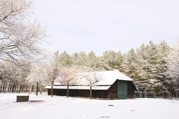 Snowy landscape of a sheepfold in a nature reserve. Staatsbossen of Sint Anthonis, The Netherlands,Europe.