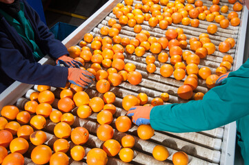 The production line of citrus fruits: a worker unloading boxes full of tarocco oranges in a roll conveyor belt - 357504462