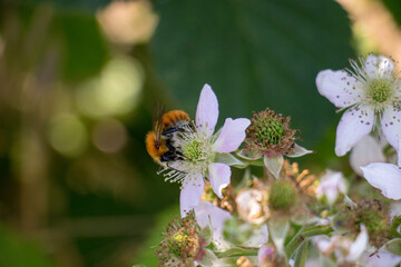 Bee on white flower closeup