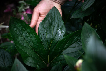 Huge peony leaf in the garden.