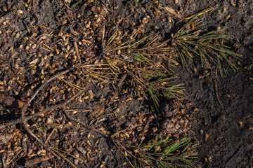 Texture of earth and sand and small stones after rain. Cones and needles underfoot.