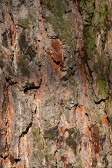 Textural background of tree bark. Wooden photo wallpaper. Natural background.