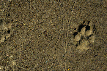Track of a dog and a man on the ground or sand. The texture is hushed. Footprints of animals.