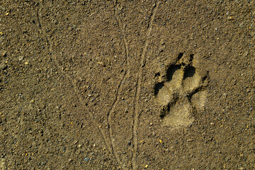 Dog trail on the ground or sand. The texture is hushed. Footprints of animals.