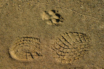 Track of a dog and a man on the ground or sand. The texture is hushed. Footprints of animals.
