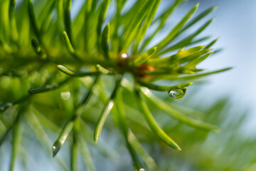 Drops growths on coniferous needles. In the morning in the sunlight after rain. Macro shot.