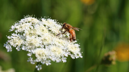 Macro of a bee collecting pollen in a white flower
