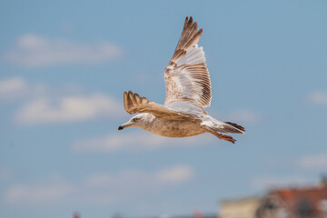 seagull in flight