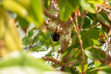 black jabuticaba fruit on the tree