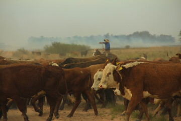 Gaucho a caballo arriando vacas